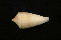 藏品(木乃伊芋螺)的圖片